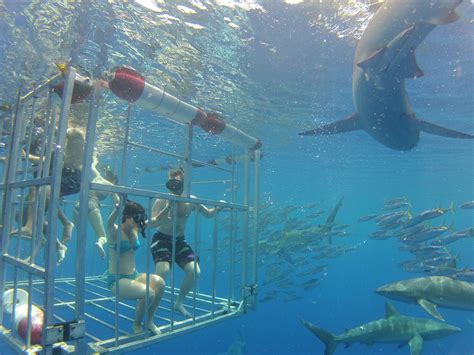 north shore shark adventures promo code  Duration: 2 hours